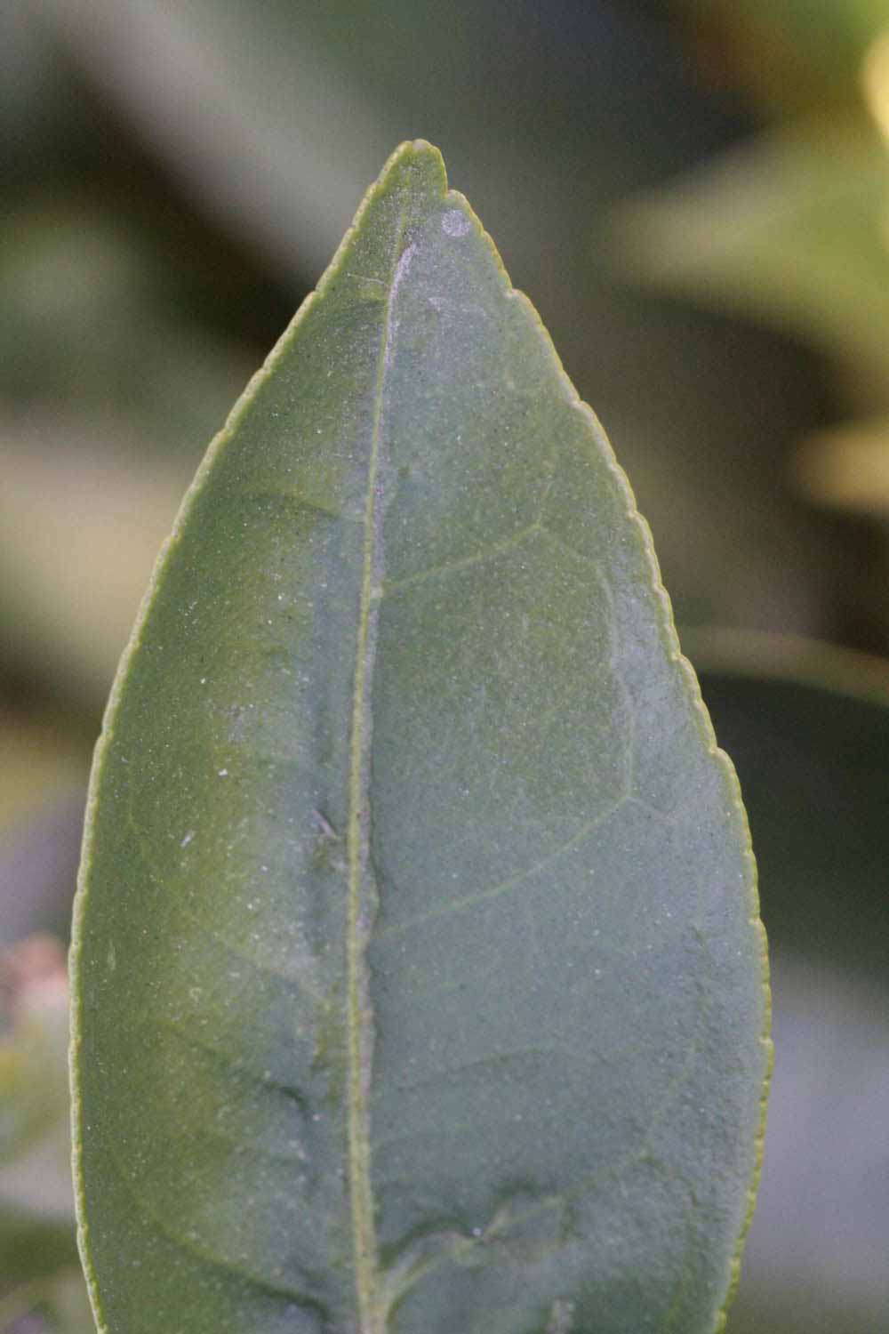              Margin (Riverside, CA)       